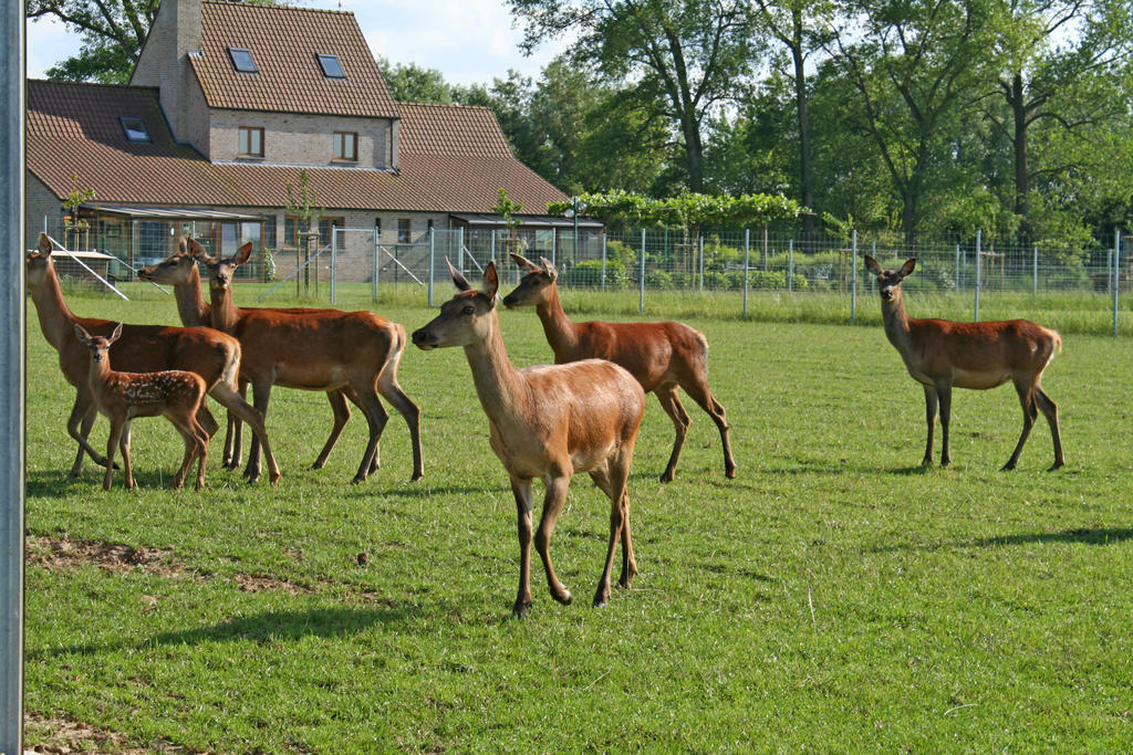 't Leeg Huys Villa Lo-Reninge Kamer foto